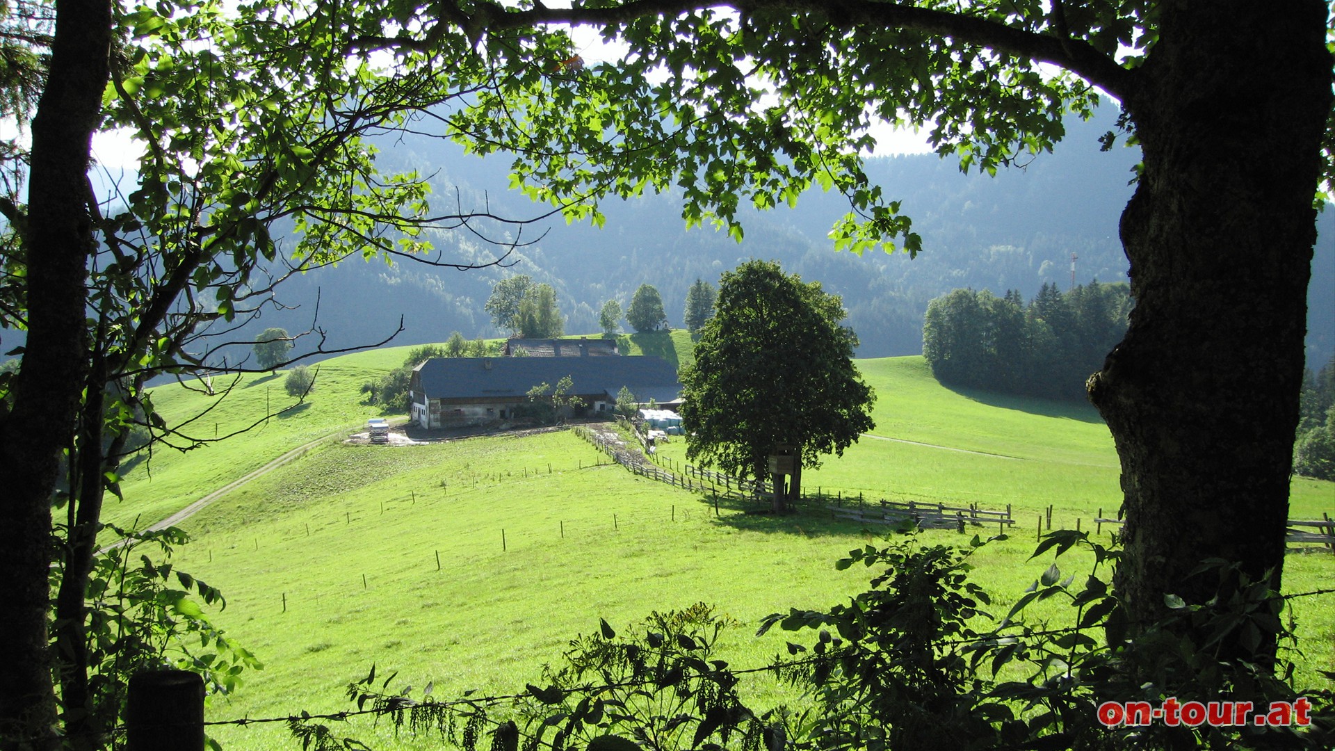 Kurz vor dem Lechnerbauer (Fallenstein) links und auf der Forststrae Richtung Sden weiter bergab.