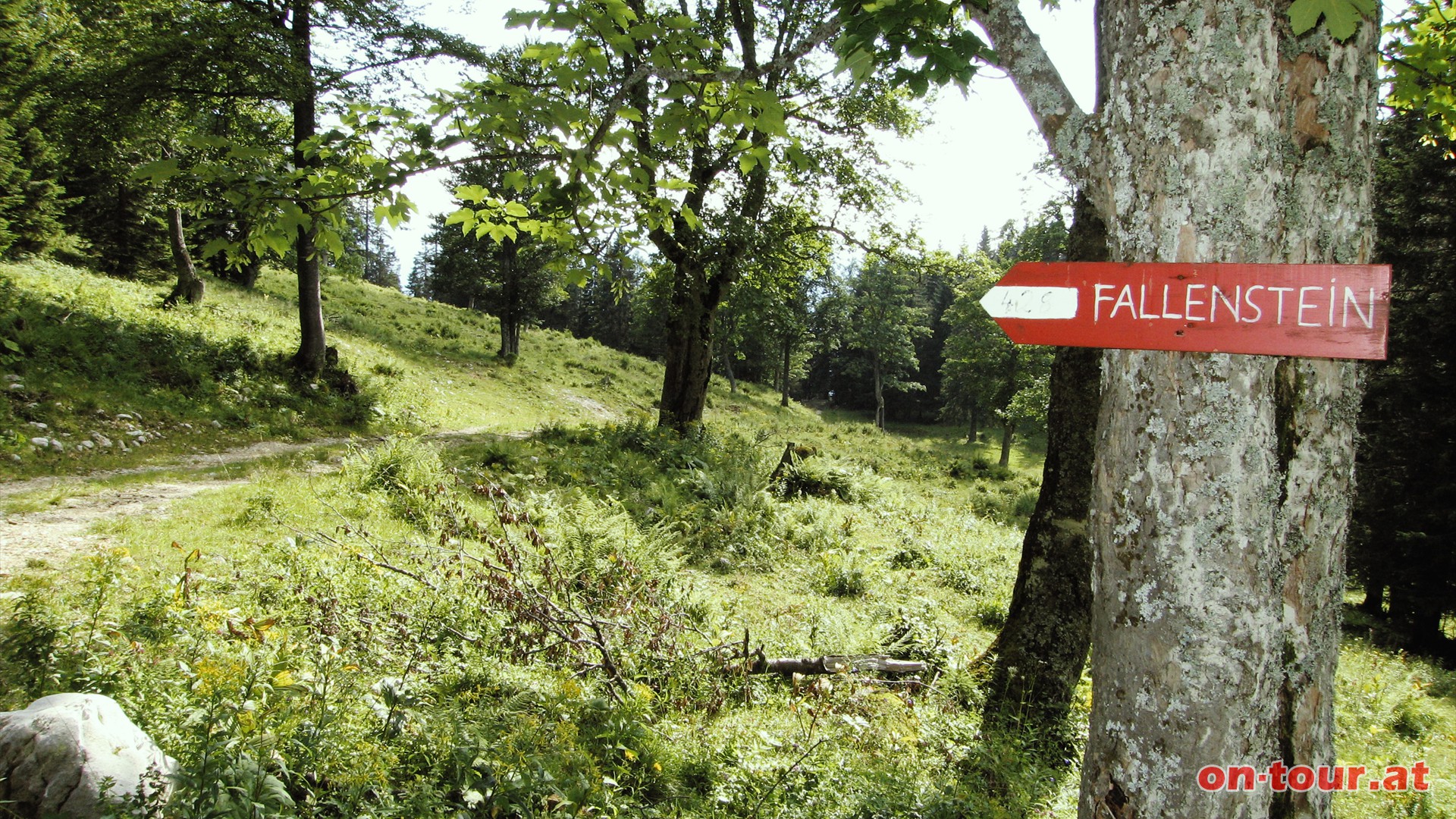 Richtung Fallenstein bergab.