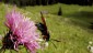 Ein Blutstrpfchen auf einer Distel vor der Ochsenbodenalm.