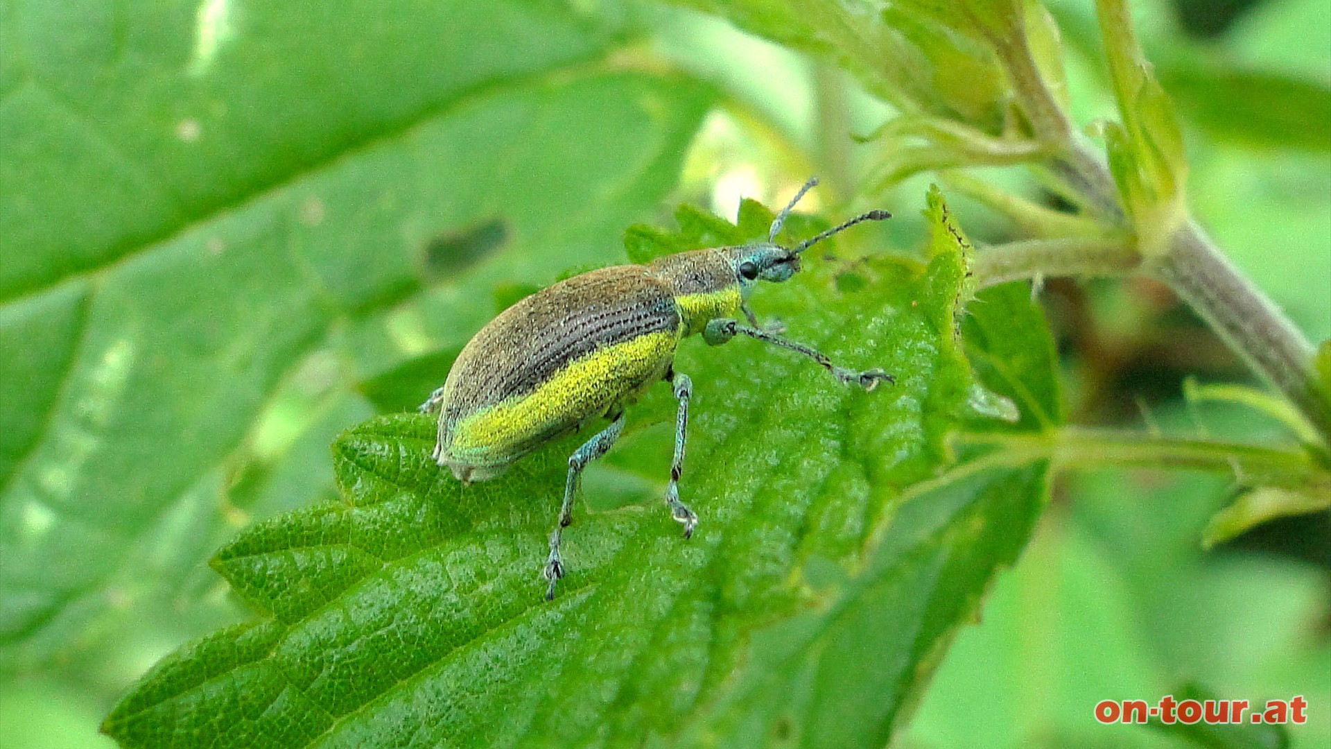 Da spaziert ein Grnrssler gemtlich in den Blttern herum. Die Kfer ernhren sich von Baum- und Strauchblttern.