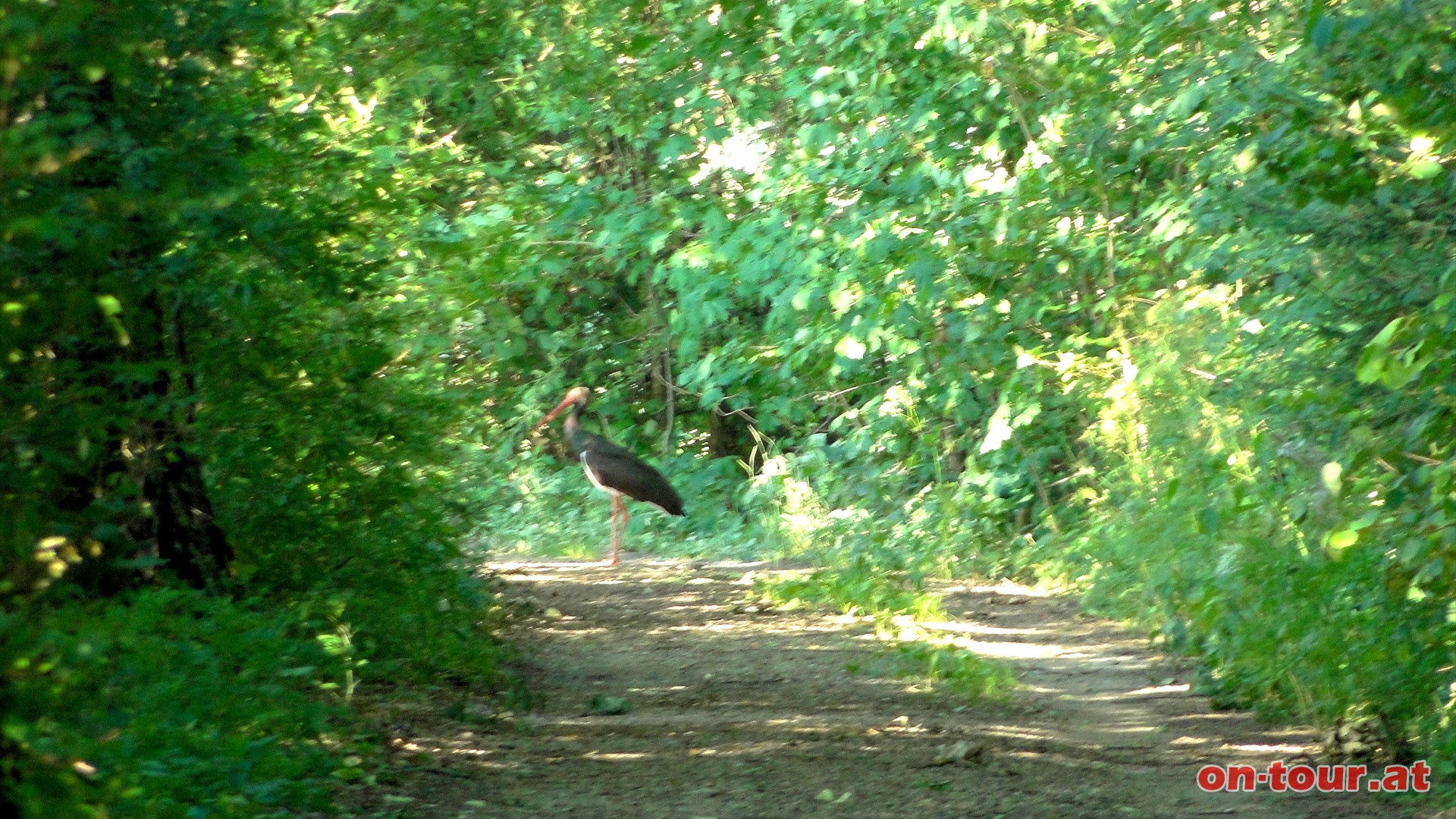 Mit etwas Glck begegnet man sogar einem Schwarzstorch. Die scheuen Tiere sind aber schnell weg und die Schrfe hat das Nachsehen.