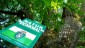 Im -Natura 2000- Europaschutzgebiet gibt es auch einmalige Baumriesen zu bewundern.