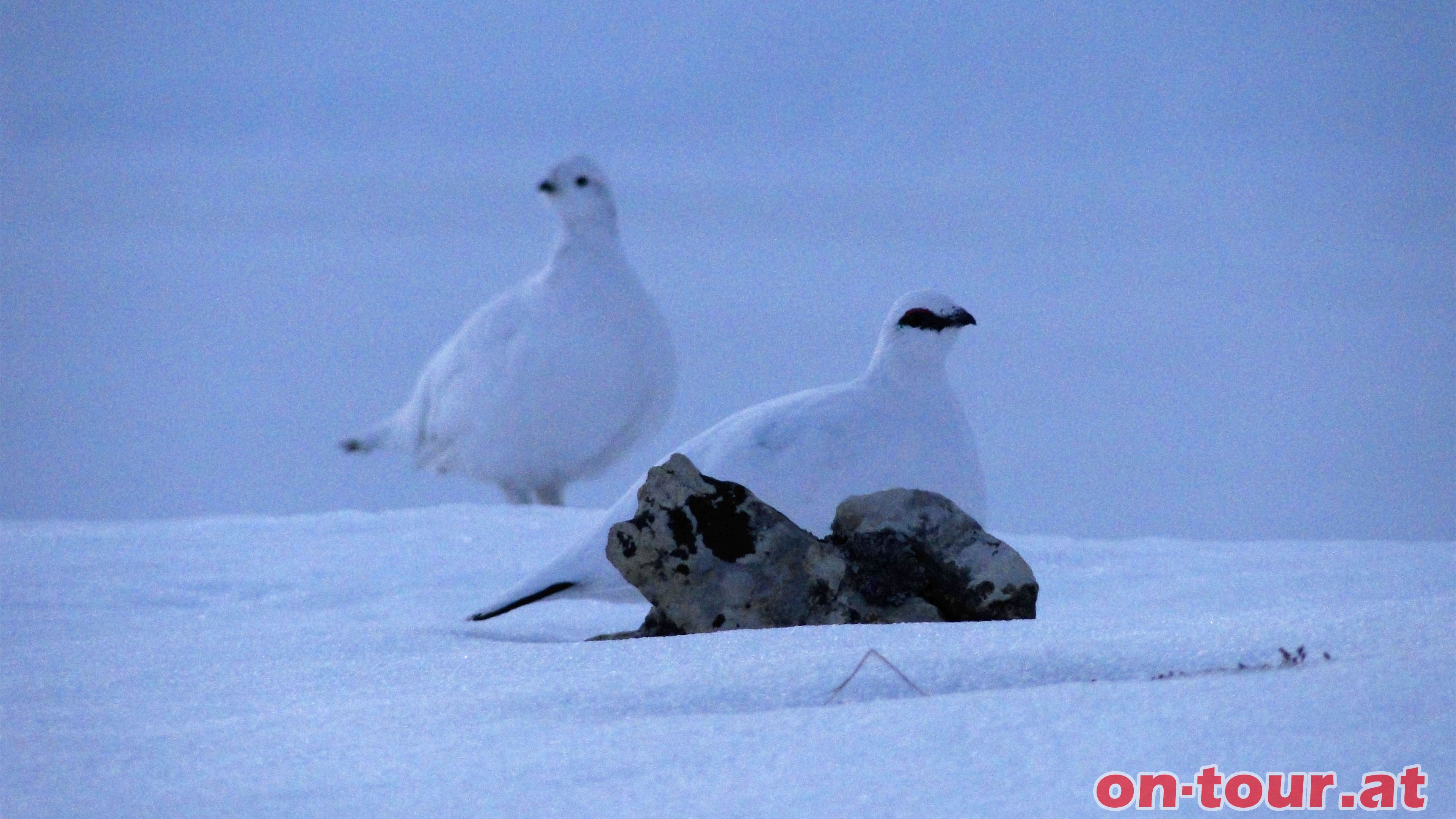 Kurz darauf betritt ein weiteres Single-Schneehuhn die Szene. Eine LOVE-Story entwickelt sich!