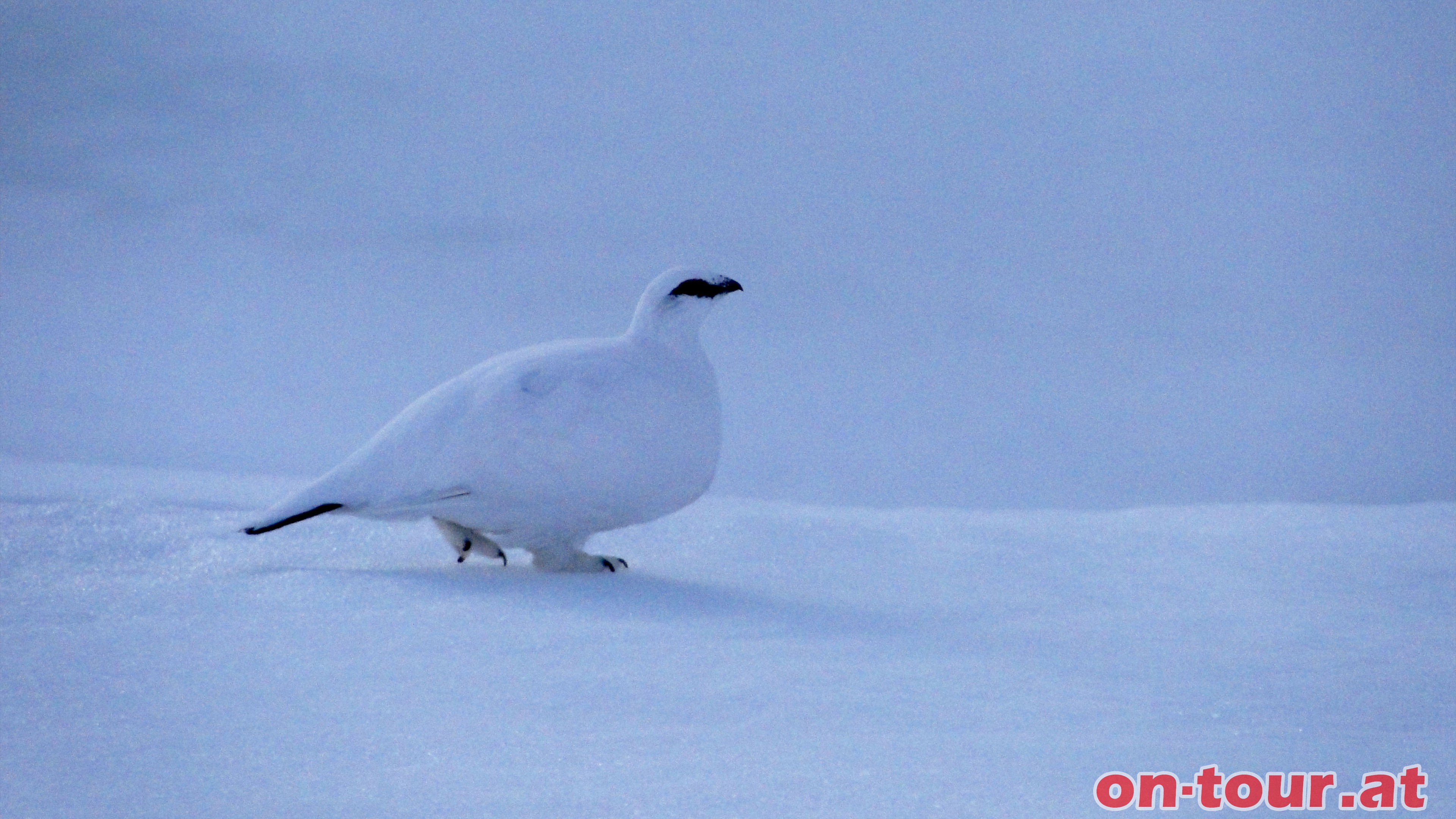 Pltzlich spaziert ein neugieriges Schneehuhn vorbei.