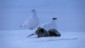 Kurz darauf betritt ein weiteres Single-Schneehuhn die Szene. Eine LOVE-Story entwickelt sich!